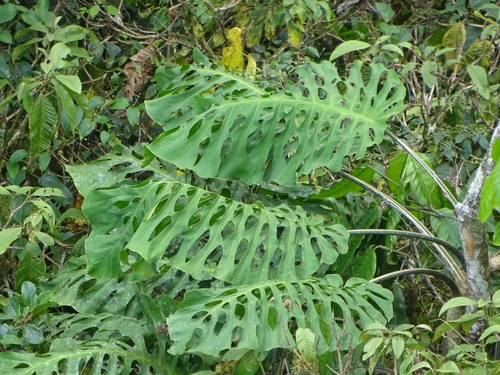 Genus Monstera  iNaturalist
