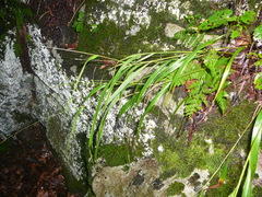 Festuca subverticillata