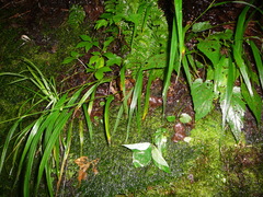 Festuca subverticillata