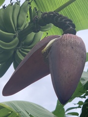 Musa acuminata