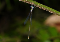Synlestes tropicus