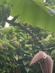 Musa acuminata
