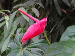 Anthurium
