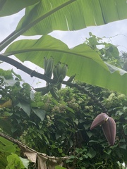Musa acuminata