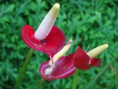 Anthurium andraeanum