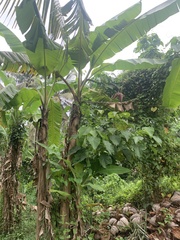 Musa acuminata