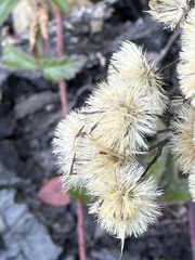 Eurybia radulina