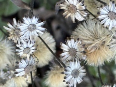 Eurybia radulina