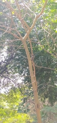 Dryobates mixtus