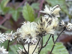 Eurybia radulina