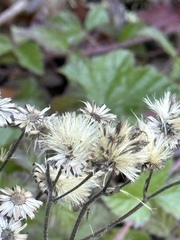 Eurybia radulina