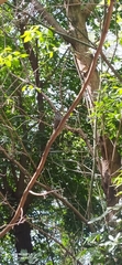 Dryobates mixtus