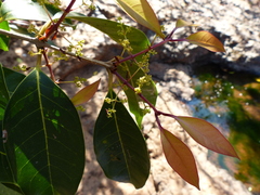 Olea dioica