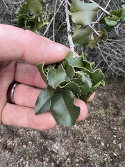Prunus ilicifolia