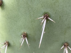 Opuntia semispinosa