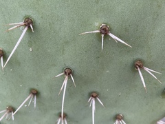 Opuntia semispinosa