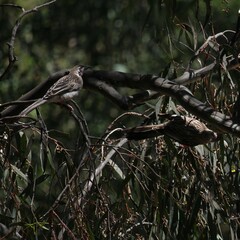 Anthochaera carunculata