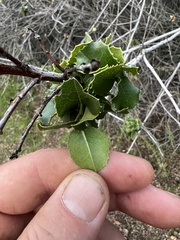 Prunus ilicifolia