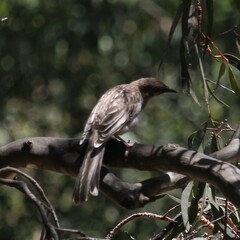 Anthochaera carunculata