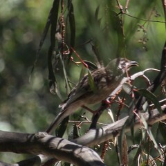 Anthochaera carunculata