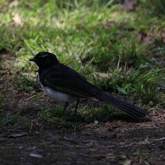 Rhipidura leucophrys