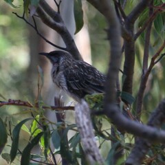Anthochaera carunculata