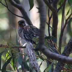 Anthochaera carunculata