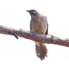 Anthochaera carunculata