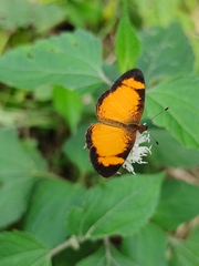Tegosa anieta