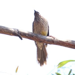 Anthochaera carunculata