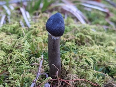 Tolypocladium capitatum