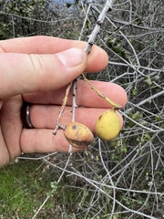 Prunus ilicifolia