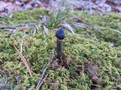 Tolypocladium capitatum