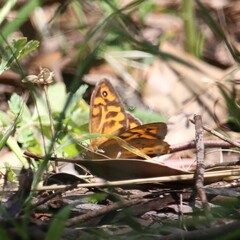 Heteronympha merope