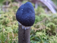 Tolypocladium capitatum