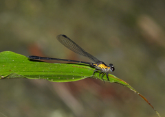 Lestoidea brevicauda