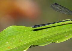 Lestoidea brevicauda