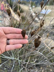 Romneya coulteri