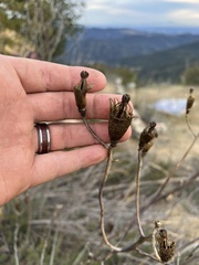Romneya coulteri