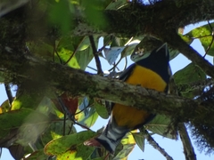 Trogon caligatus