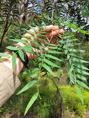 Acacia elata