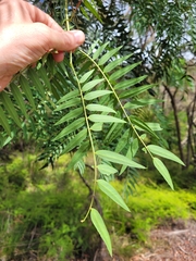 Acacia elata