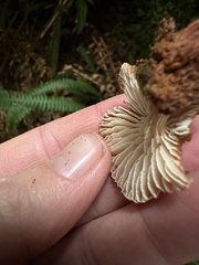 Lentinellus micheneri