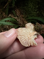 Lentinellus micheneri