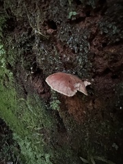 Lentinellus micheneri