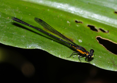 Lestoidea conjuncta