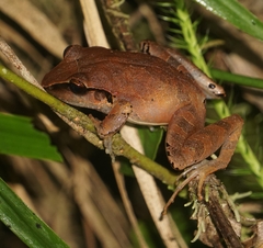 Craugastor rostralis