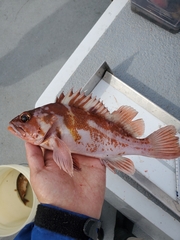 Sebastes caurinus