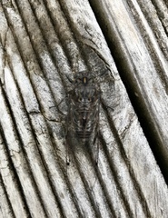 Amphipsalta cingulata