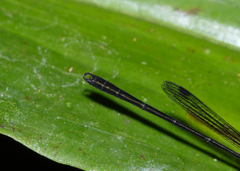 Lestoidea conjuncta